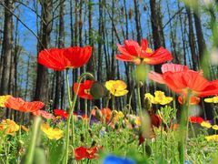 -上海共青森林公园