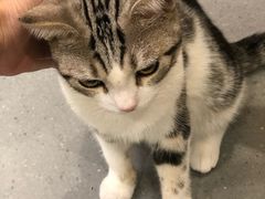 -飞行喵MR PILOT|猫舍·猫咖(静安大融城店)