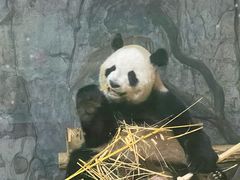 -深圳野生动物园