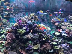 -新加坡海洋生态馆