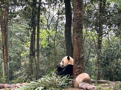 -中国大熊猫保护研究中心雅安碧峰峡基地