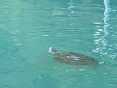 -广东惠东海龟国家级自然保护区