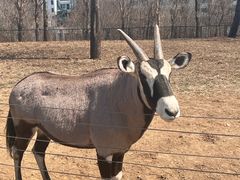 -大连森林动物园