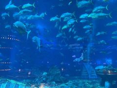 -亚特兰蒂斯•OSSIANO奥西亚诺海底餐厅