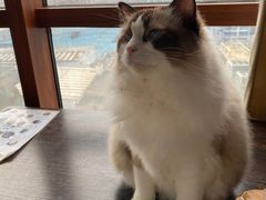 -蓝鲸·缅因猫舍