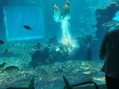 -海棠湾洲际-涛·海底餐厅·美人鱼·自助餐·海底隧道