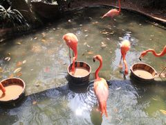 -海南热带野生动植物园