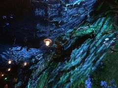 -奥兰多迪士尼动物王国乐园