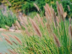 -吴淞炮台湾湿地森林公园烧烤区