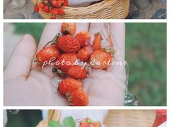 -硗碛藏寨·神木垒景区