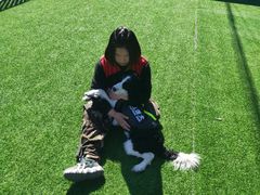 -北京京卫宠物寄养训练中心