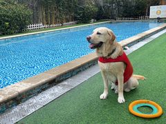 -汪说喵讲宠物乐园宠物酒店(红星美凯龙店)