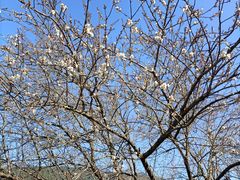 -广州市流溪河国家森林公园