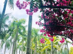 -深圳仙湖植物园