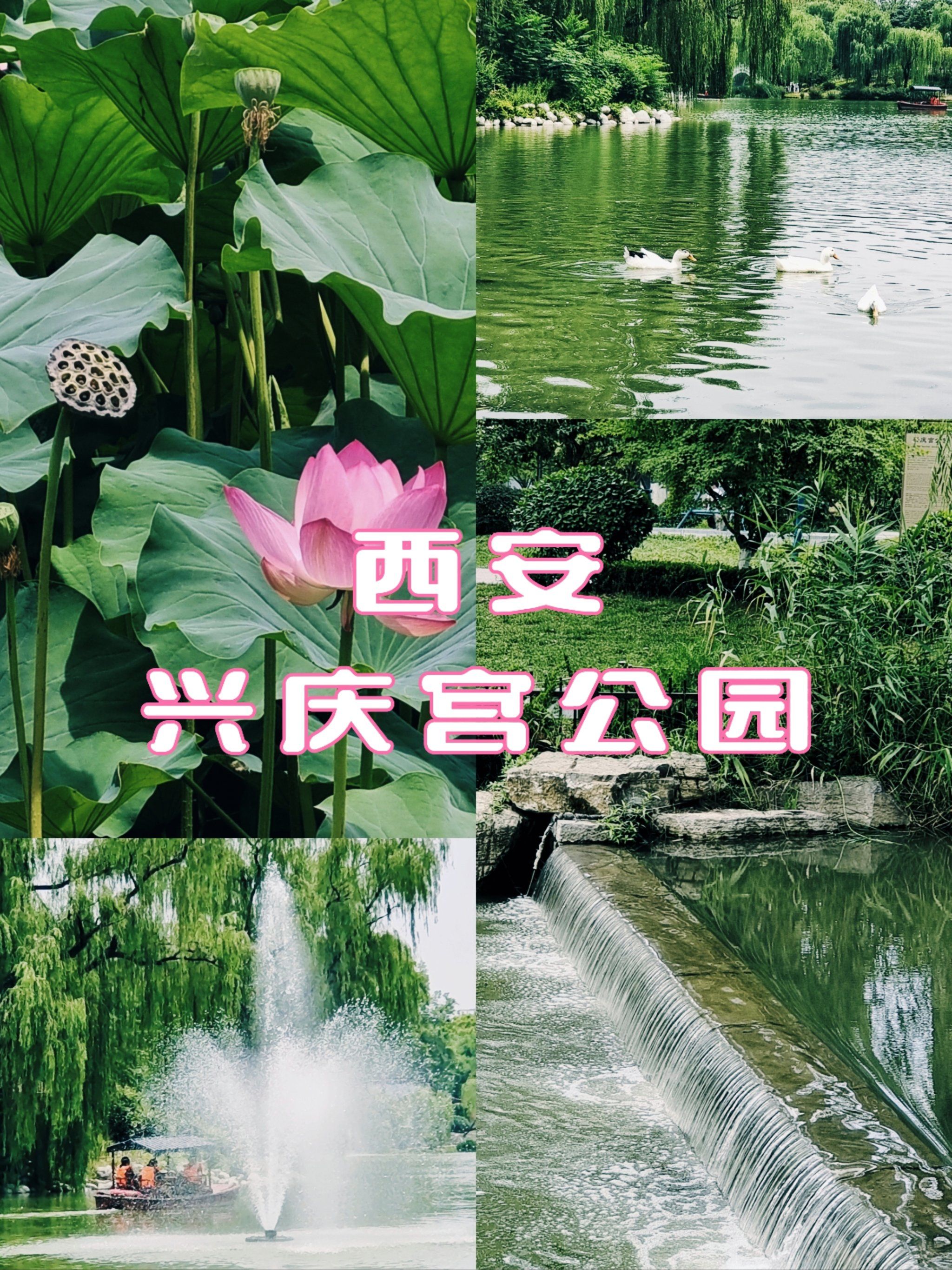 西安小众景点,强烈推荐兴庆宫公园!
