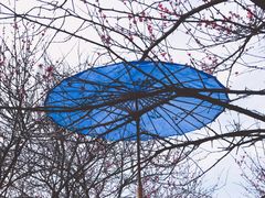-新建村梅花