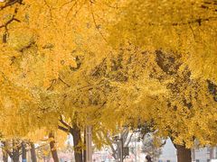 -四川大学(华西校区)