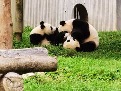 -卧龙中华大熊猫苑神树坪基地