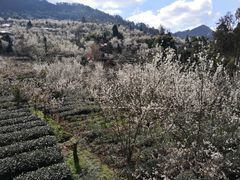 -樱桃山旅游景区
