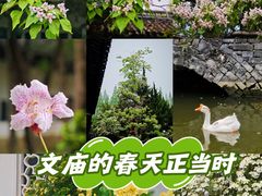 -苏州文庙(姑苏区)