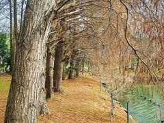 -上海海湾国家森林公园