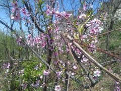 -安徽饭店·白鹭阁自助餐厅(梅山路店)