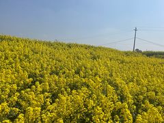 -三圣花乡旅游区