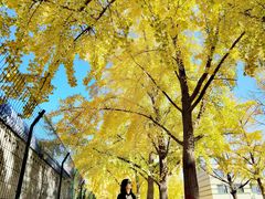 -三里屯东五街银杏大道