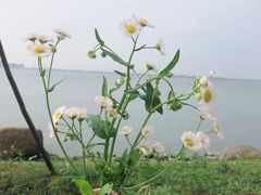 -滴水湖