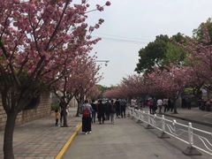 -嘉定紫藤园