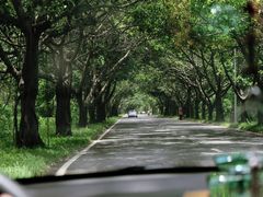 通往酒店必经之路~-三亚亚龙湾人间天堂鸟巢度假村