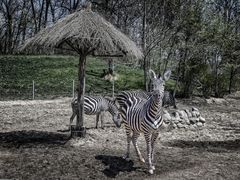 -北京野生动物园