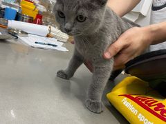 -爱侣宠医·鹦鹉专科·小型哺乳类·异宠专科(灵石路店)