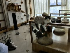 -Catmate·猫肥家润(金润铂宫店)