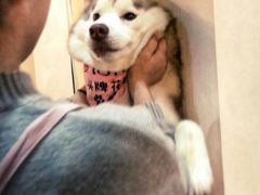 momo-Husky Go! 哈士奇体验馆·宠物咖啡厅狗咖