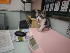 -宠福鑫康馨动物医院·骨科·眼科