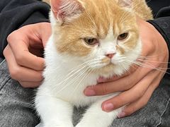 -Let's go狗咖·猫咖·奶狗·桌游(春熙路IFS店)