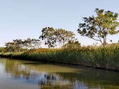 -大湾区中央湿地公园