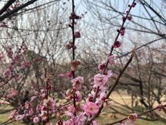 -香雪海