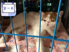 -瑞鹏宠物医院华南总院·夜诊·心脏科·骨科