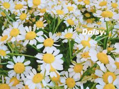 -爱尚幸福鲜花(上地实体店)