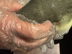 -肆月河豚·淮扬菜·湘菜(华天店)