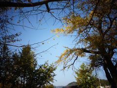 -千年银杏谷文化旅游区