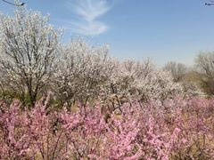 -元大都城垣遗址公园