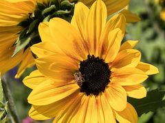 -上海植物园-4号门售票处