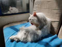 -Anne猫窝咖啡屋