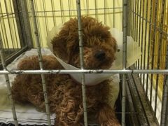 -瑞鹏宠物医院·爱宠堂·骨外专科(西荷分院)