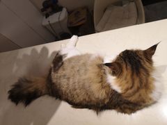 -More Fun猫咖 二十只万元加菲主题
