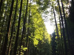 -山王坪喀斯特国家生态公园