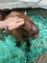 -Zoolung Zoolung动物主题公园(海信广场店)